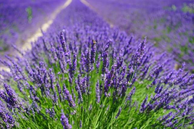 wat houdt homeopathie in
